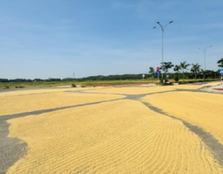 Làm đường tiền tỷ chỉ để… phơi lúa?